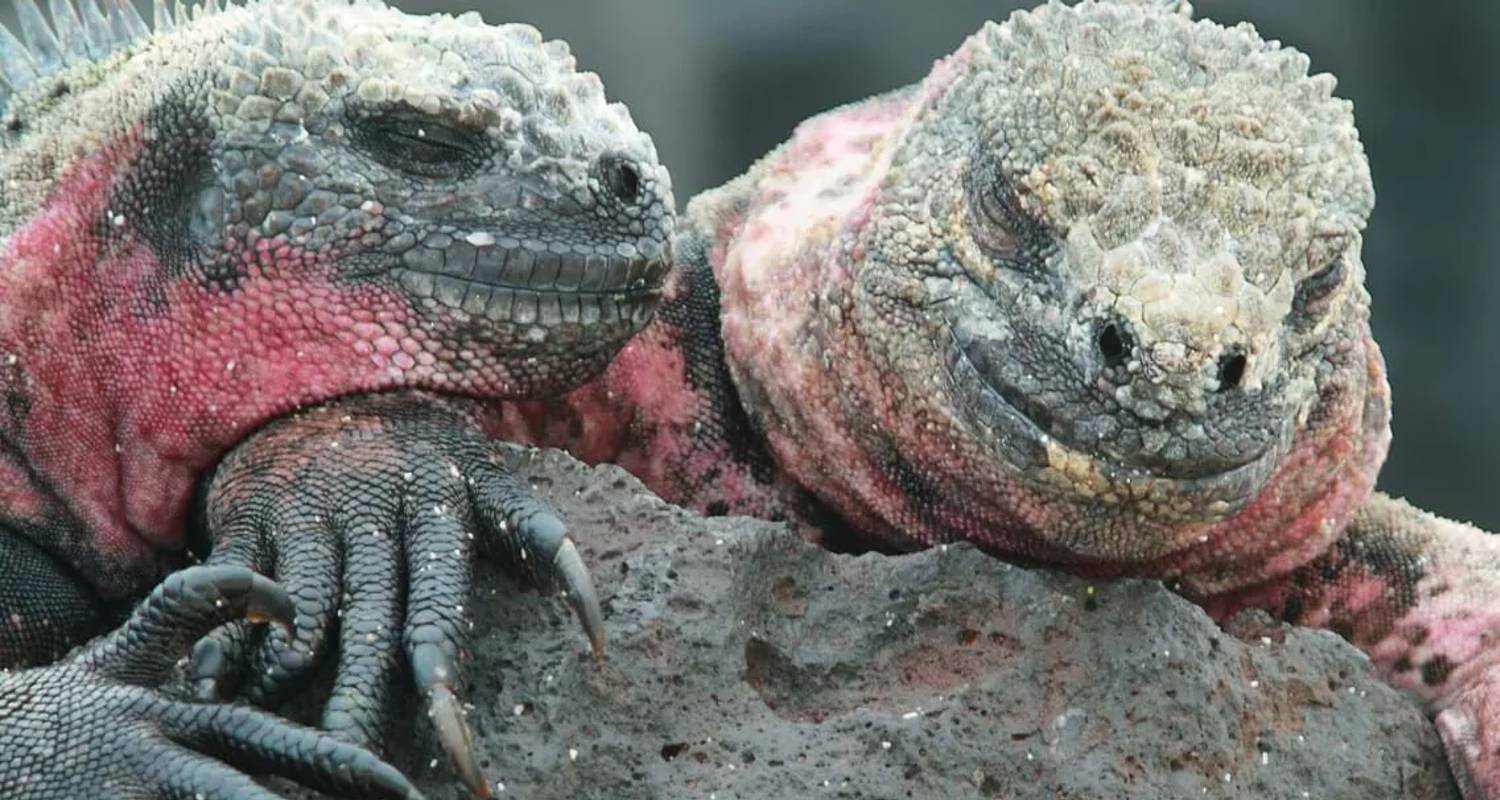 Circuits et voyages de 10 Jours dans le Îles Galapagos