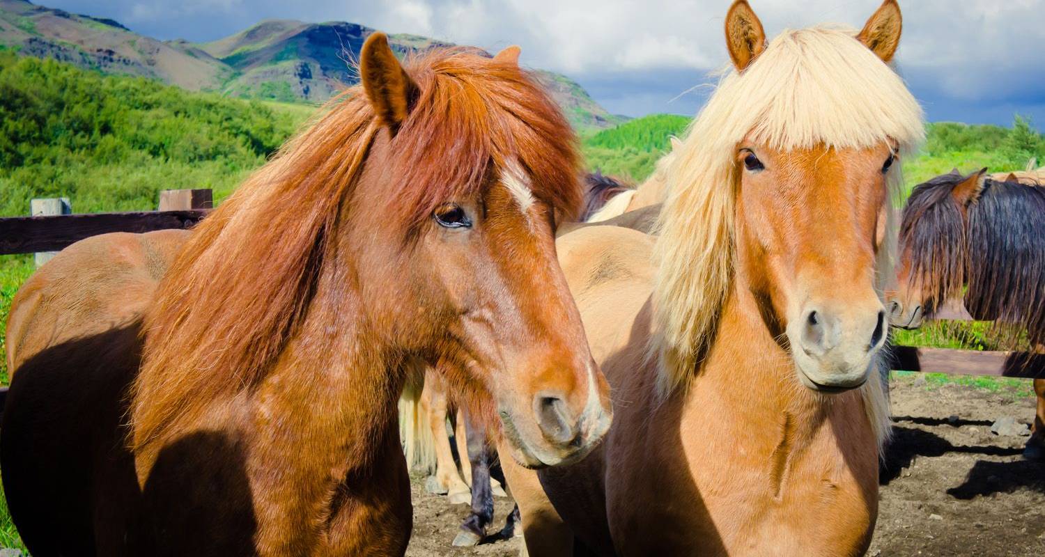 Partner reizen & vakantie pakketten in IJsland Westfjorden
