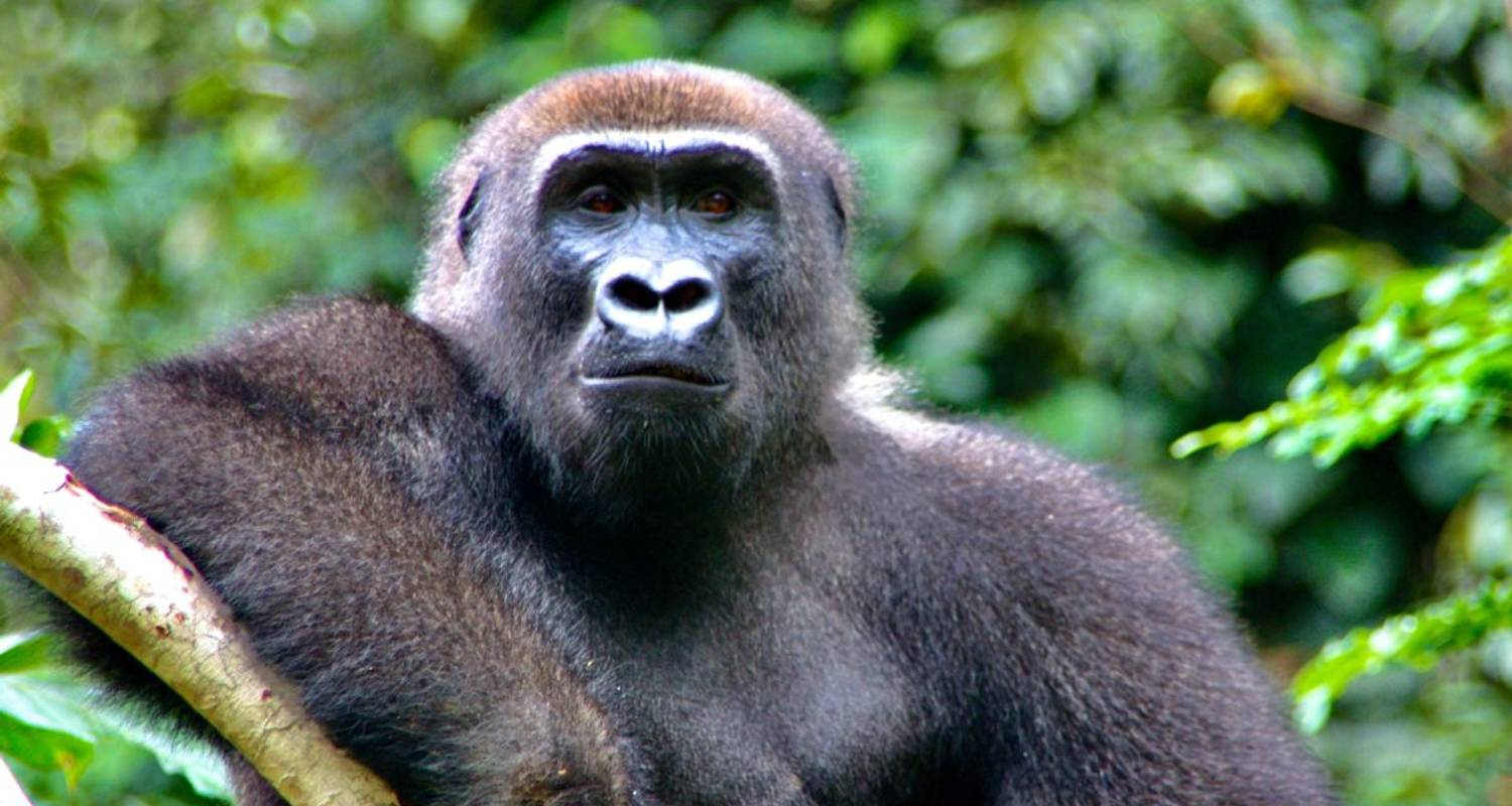 Gabon Tours for Solo Travelers