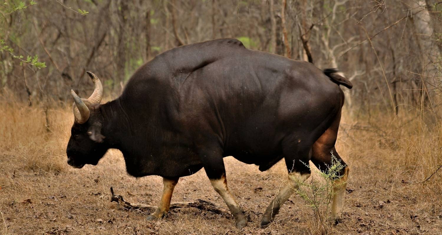 Circuito por el Patrimonio de la India con Aventura en la Naturaleza - Alkof Holidays