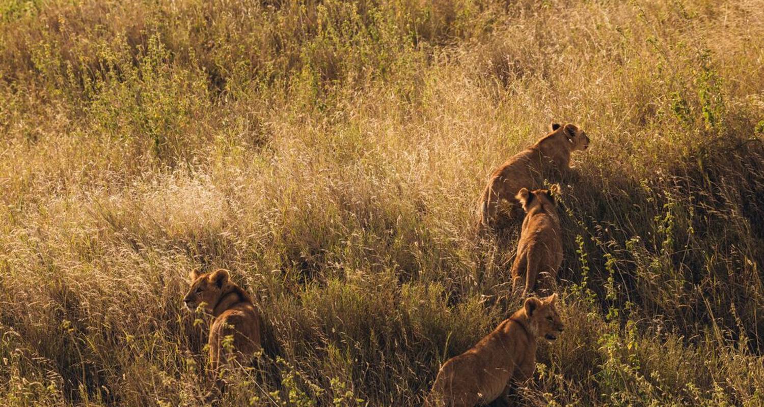 Safaris en Tanzania y Uganda