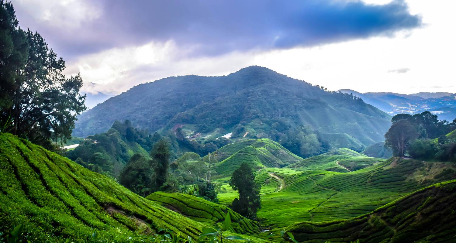 Découverte des Cameron Highlands et du Mt Brinchang (PEN - PEN) - Asian Overland Services Tours & Travel