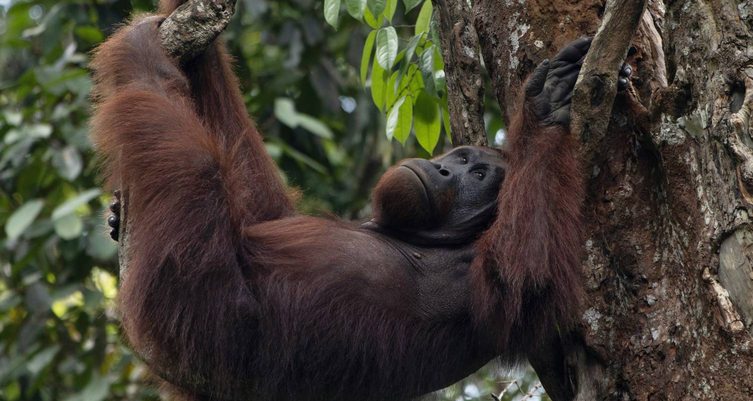 Splendeurs de Bornéo : de Kuching à Kota Kinabalu - Asian Overland Services Tours & Travel