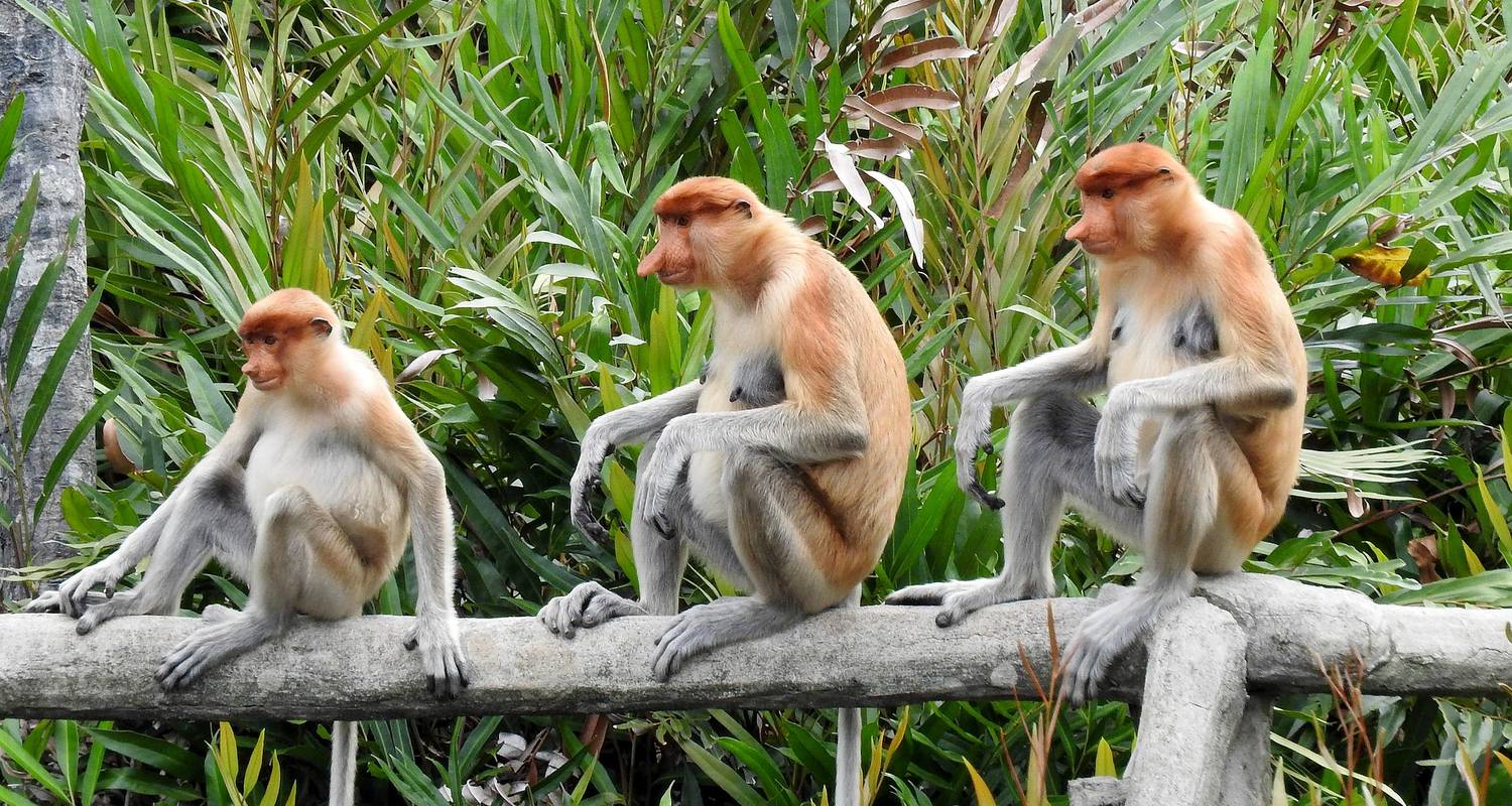 Safari d'exploration à Sandakan - Asian Overland Services Tours & Travel