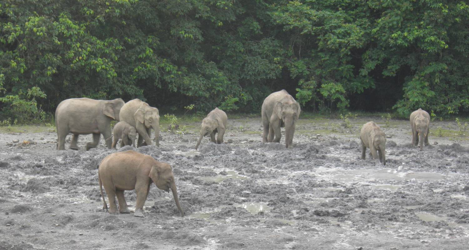 Tabin Wildlife Experience (expérience de la faune et de la flore) - Asian Overland Services Tours & Travel