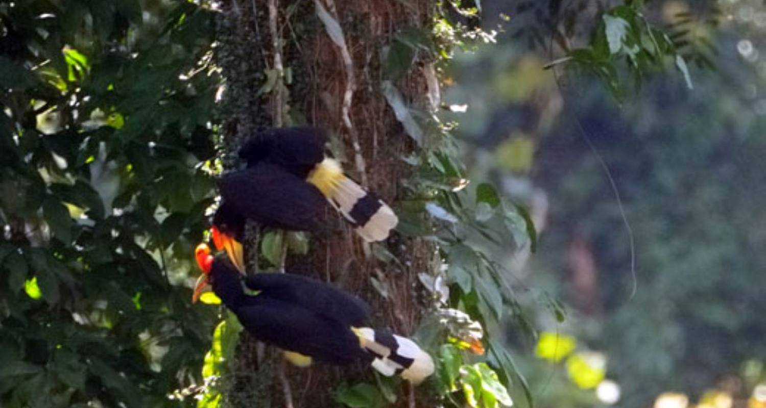 Randonnée dans la forêt tropicale de la vallée de Danum - Asian Overland Services Tours & Travel