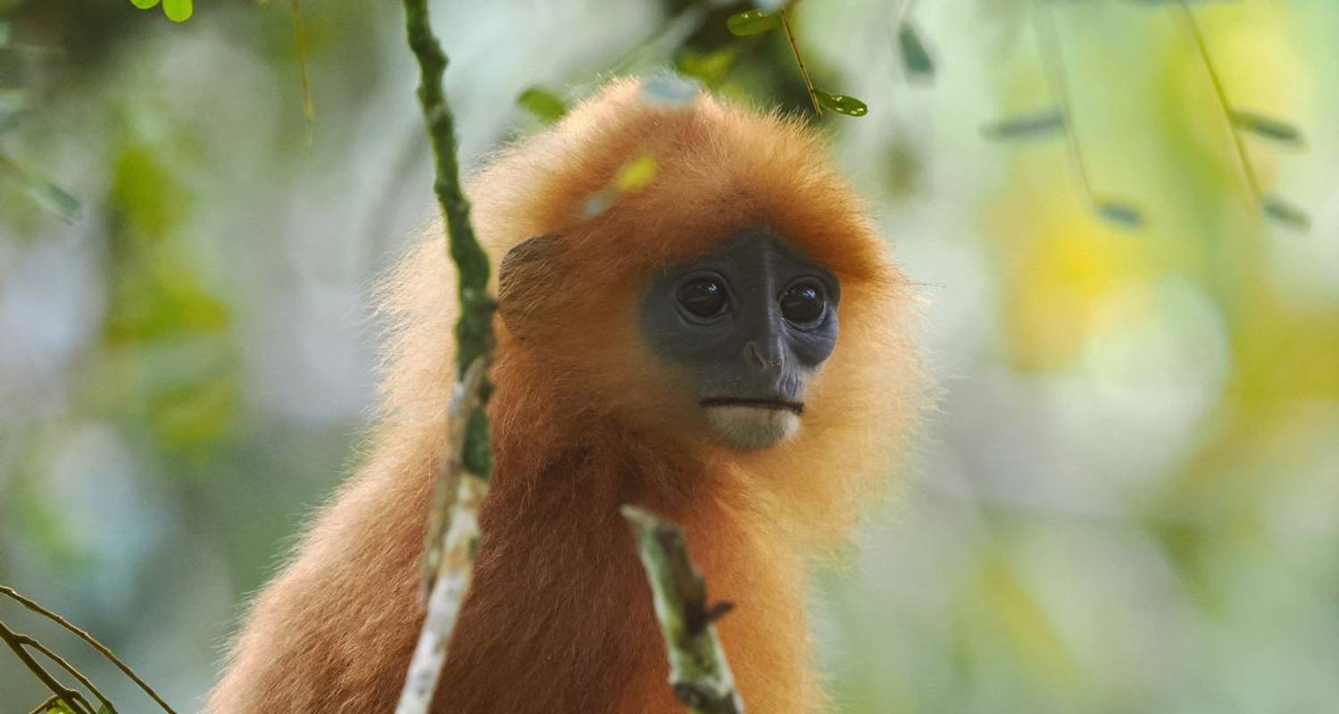 3-Weekse Borneo Rondreizen en Vakanties