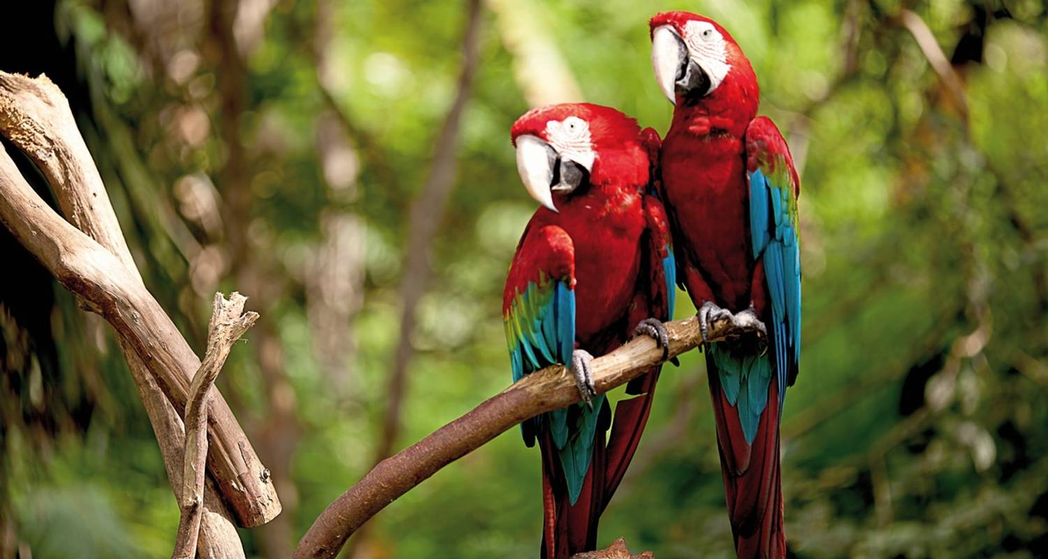 Geheimnisvolles Costa Rica: Nebelwald und Rote Aras - DERTOUR