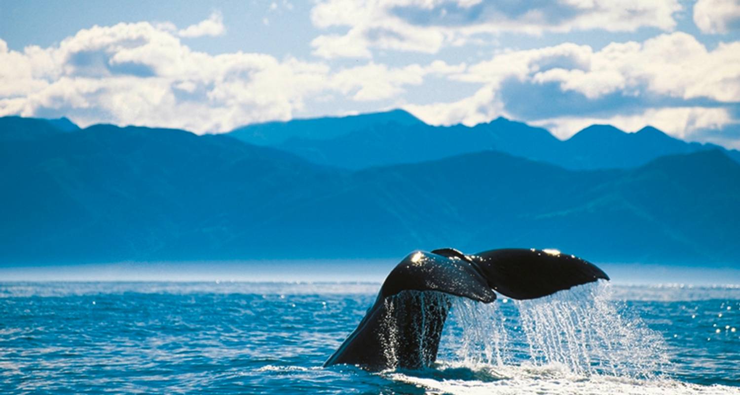 Nouvelle-Zélande : Circuits autocar / bus 2025/2026