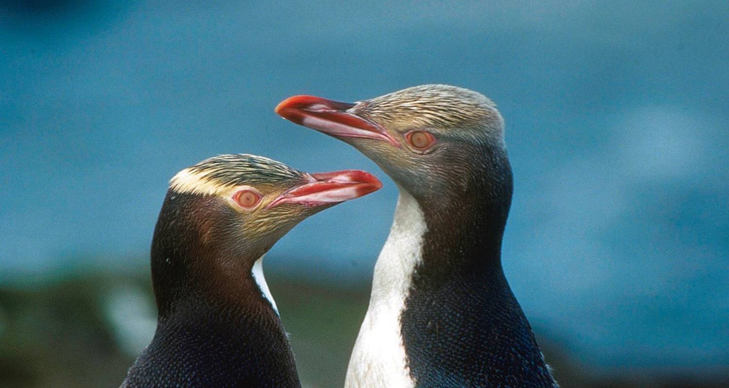 Self Drive Tours & Trips in New Zealand