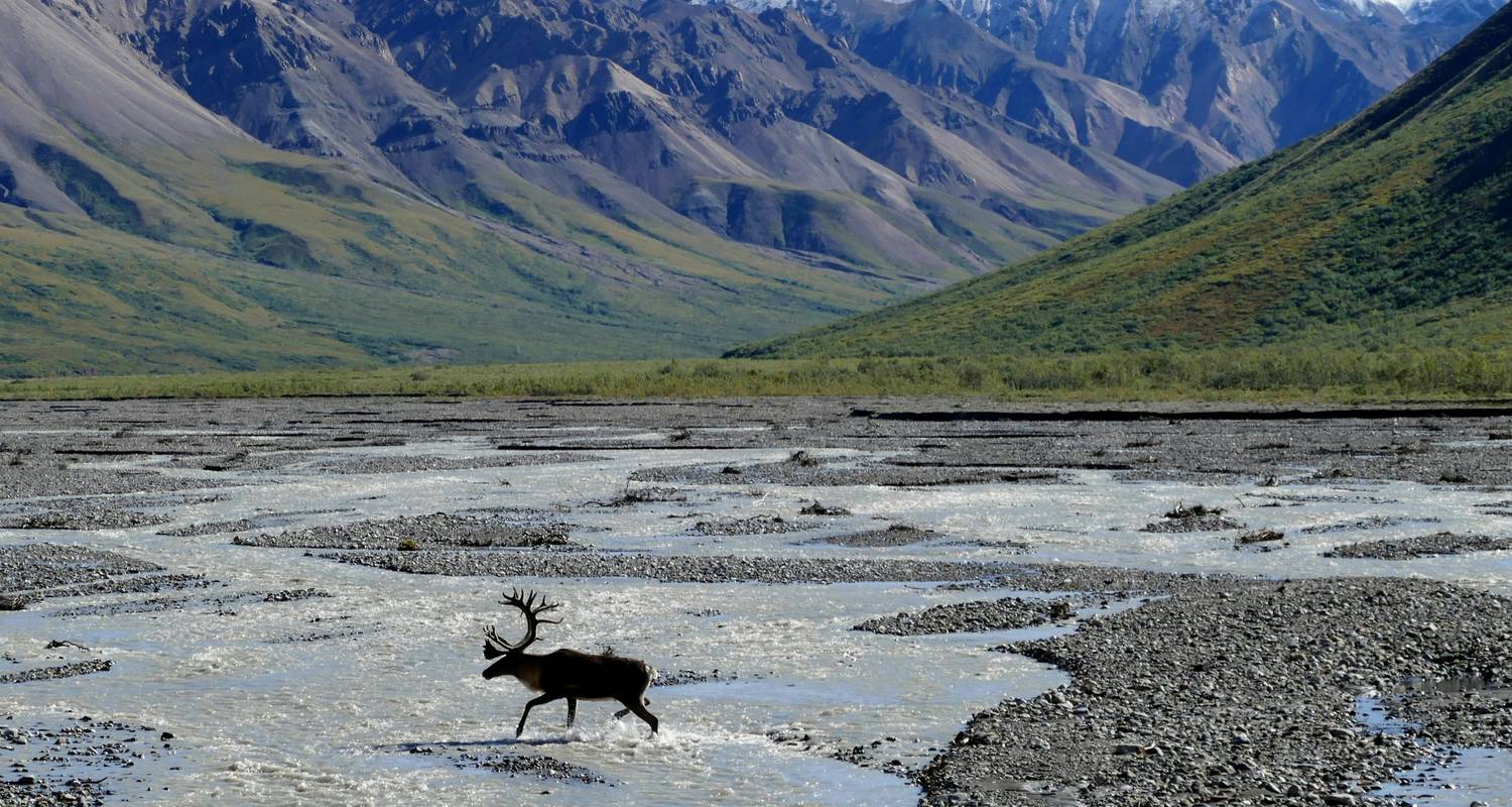 Wildlife trekkings Rondreizen in Noord-Amerika