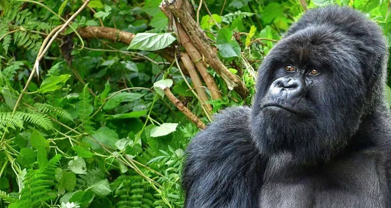 Rwanda and Uganda Tours & Trips