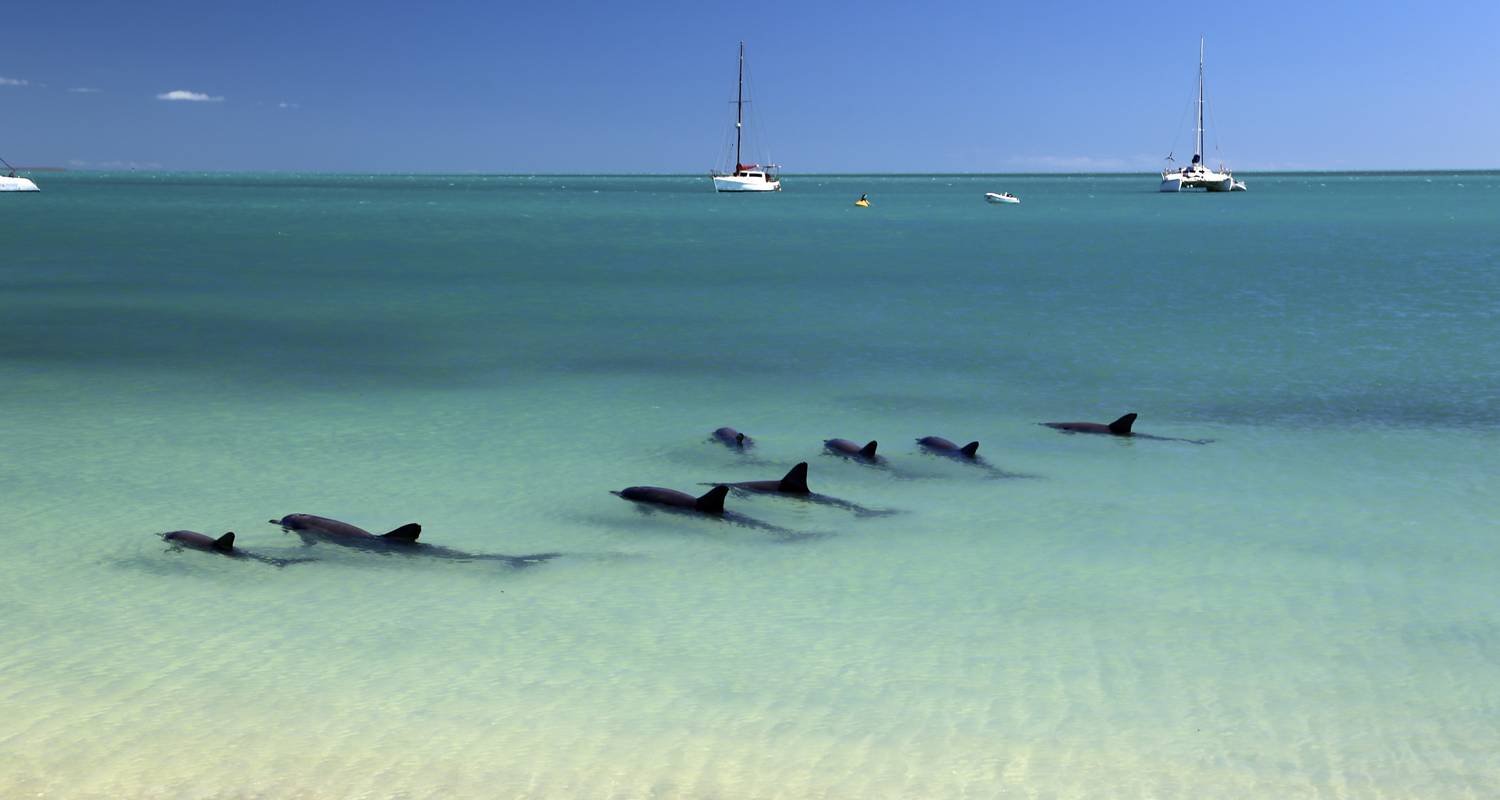 Dauphins de Monkey Mia et côte ouest (2025/2026) - AAT Kings