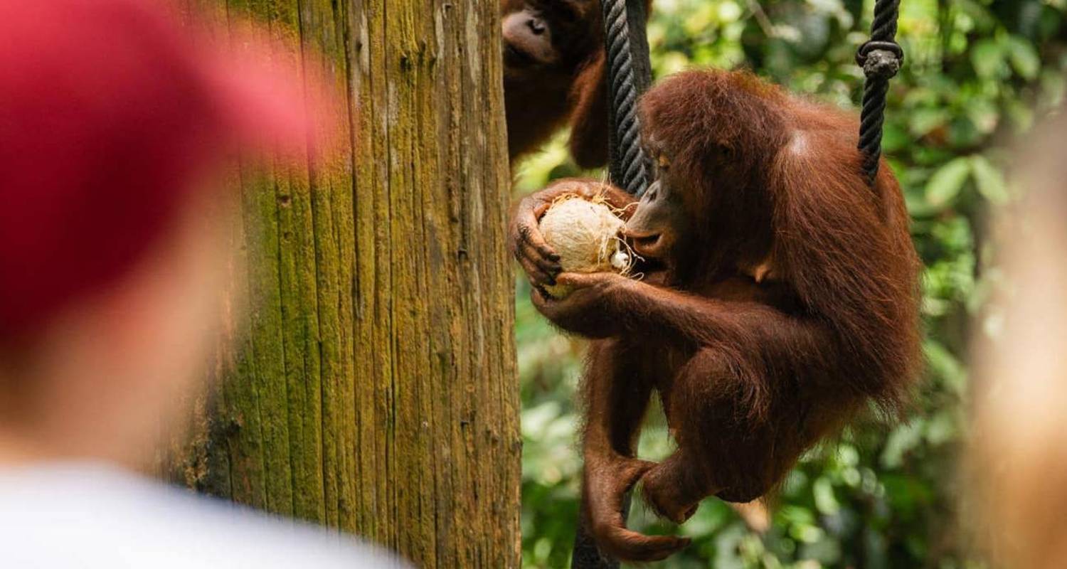 Aventura en Borneo (2026) - Contiki