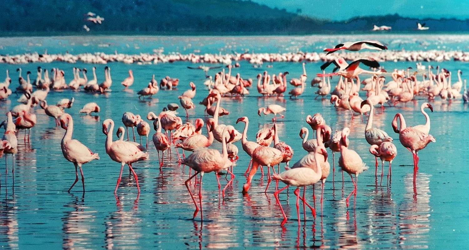 East Africa Encompassed - 16 days - On The Go Tours