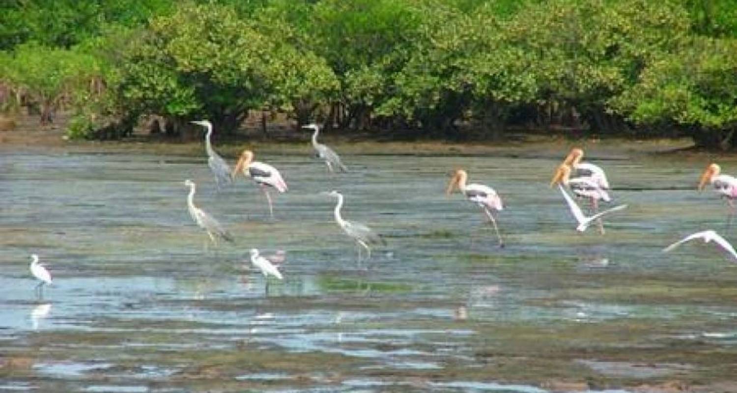 Vogelbeobachtung Vietnam 4 Tage - Vktour