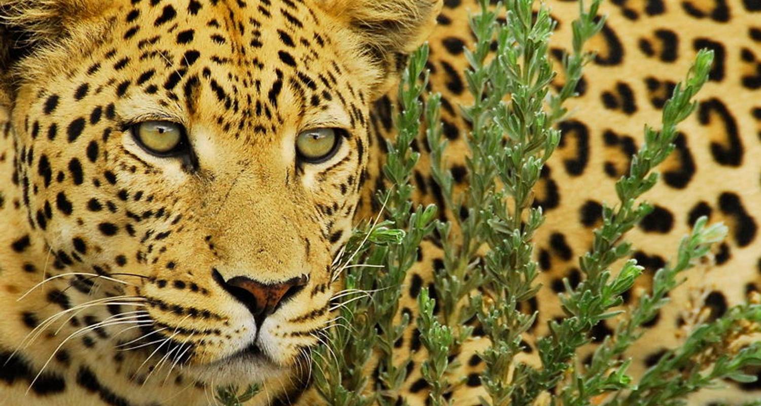 Serengeti, Zambezi & Vic Falls (Cape Town to Nairobi) - Dragoman Overland
