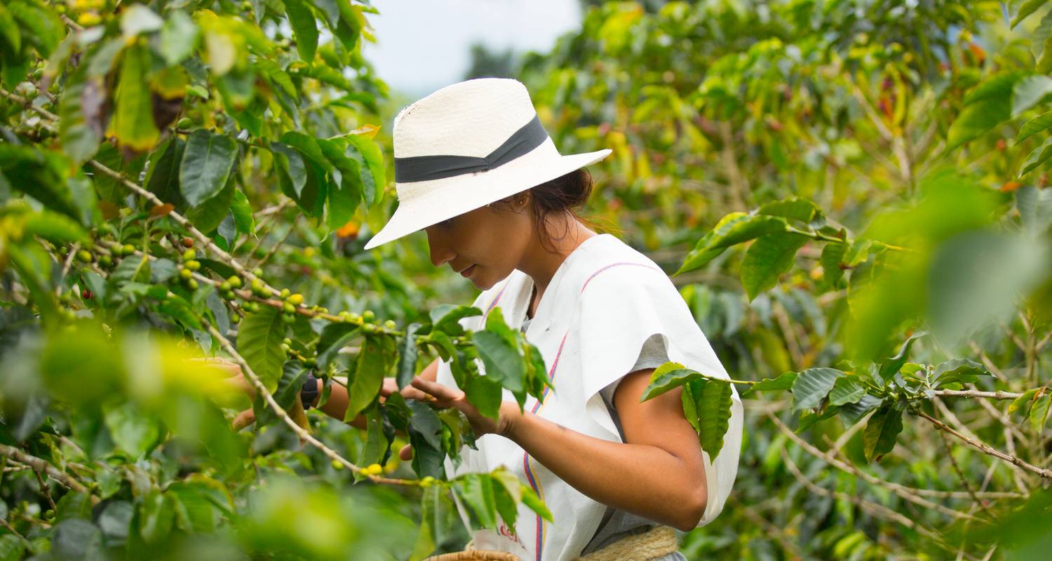 Appel de la Colombie : là où la vie est pleine de café et de couleurs (3 destinations) - journaway