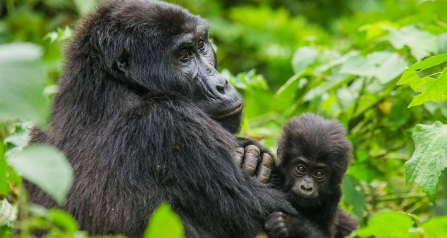 Gorillas, East & Southern Africa Encompassed (Nairobi to Cape Town) - Dragoman Overland