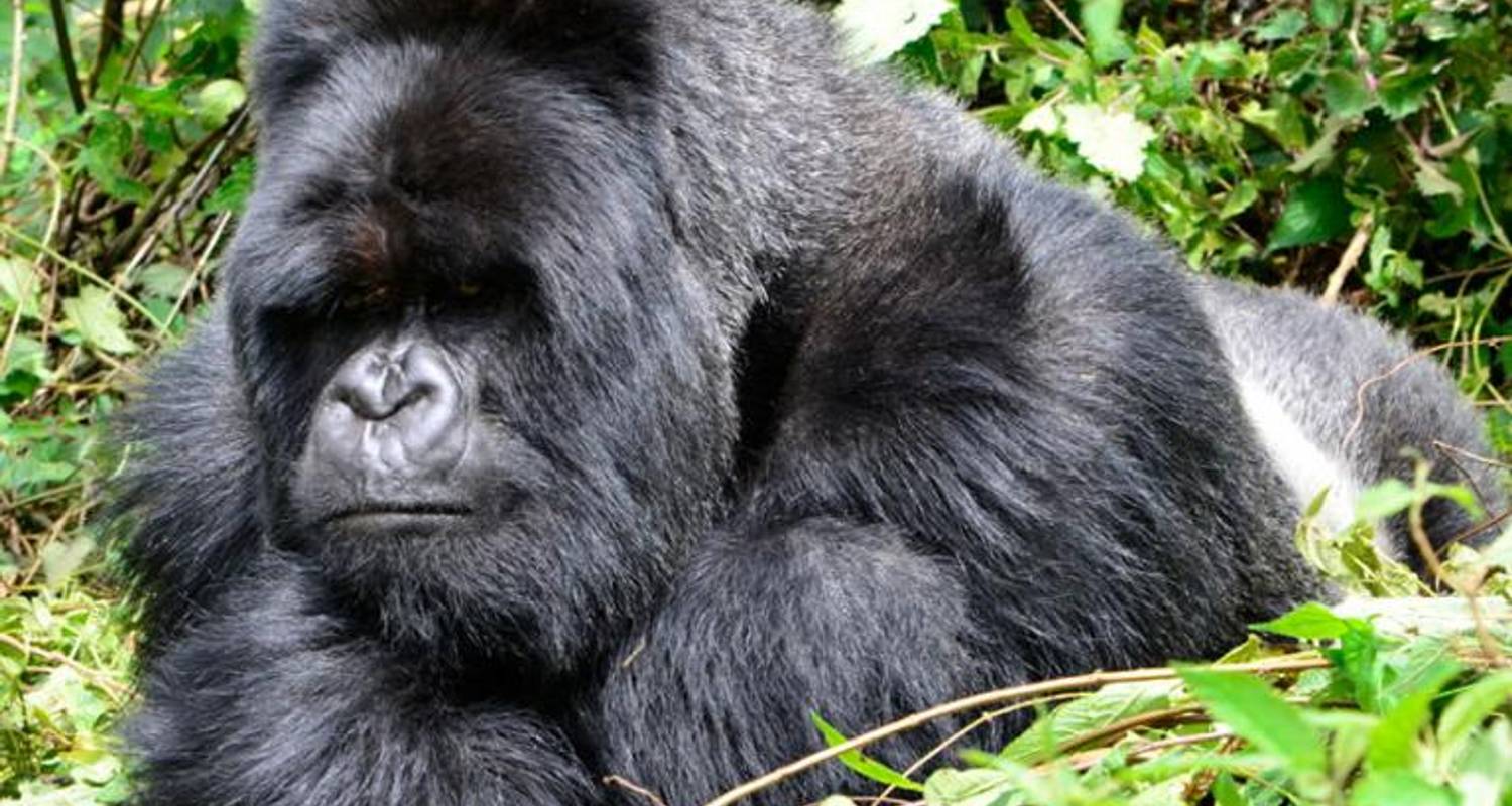 Gorillas, Chimps & Maasai Mara - Dragoman Overland