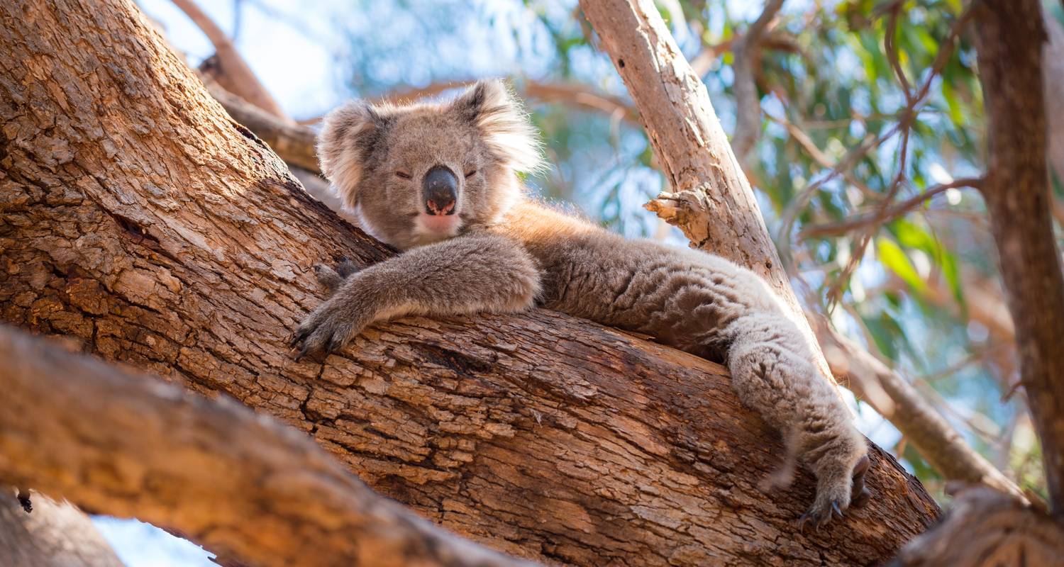 South Australia Road Trip: Ocean Road & Cute Koalas (including Grampians National Park) - journaway