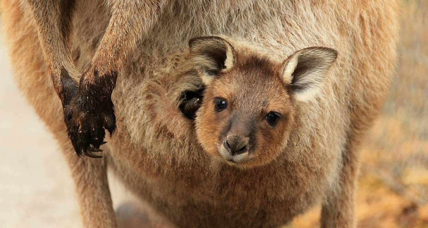 Roadtrip en Australie du Sud : Great Ocean Road & Cute Koalas - journaway