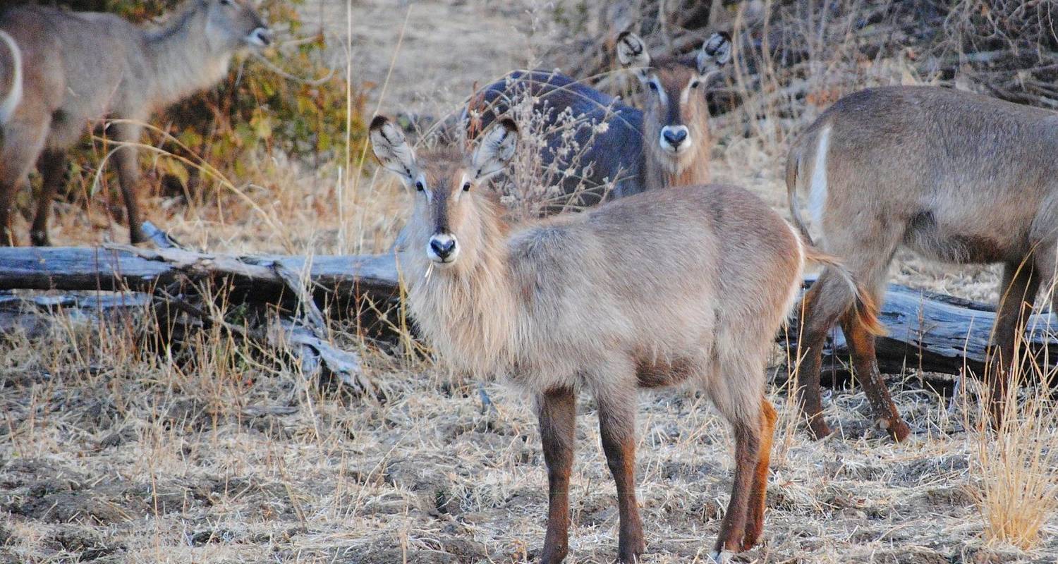 Safari aventure dans le parc national de Kafue3 jours - Across Africa Tours & Travel