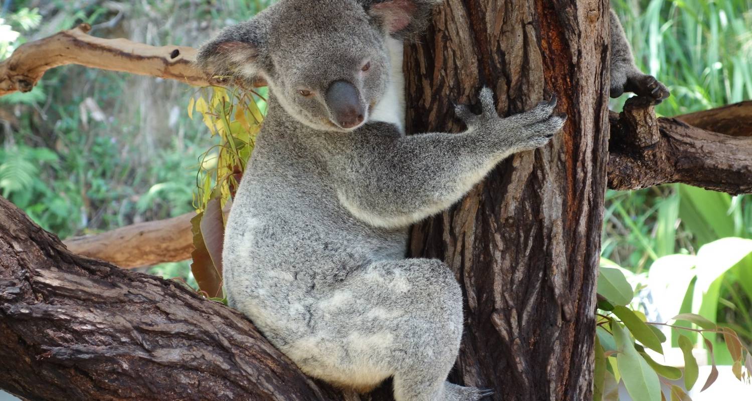 Circuit d'Australie - 24 jours d'activités incontournables en Australie - Oasis Travel