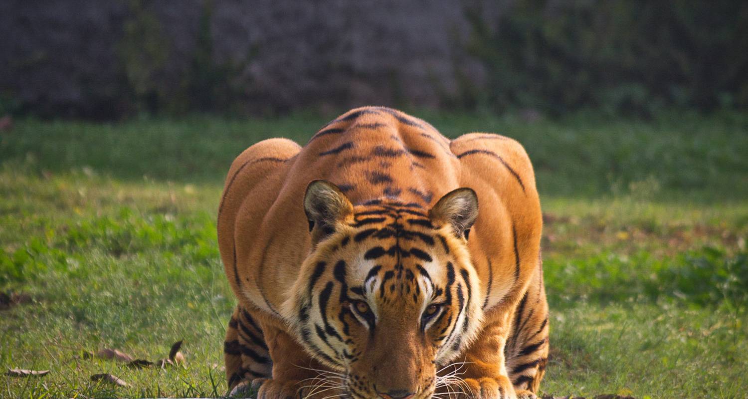 Aventura en un Safari con Tigres en la India - ¡Descubre al Tigre Real de Bengala! - Vijay India Tours