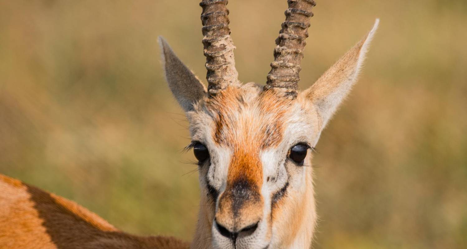 5 DAYS TANZANIA LUXURY SAFARIS - Johnadventures