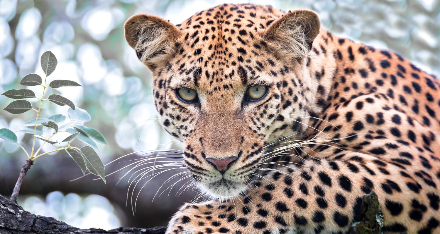 Christmas in South Africa - Wendy Wu Tours