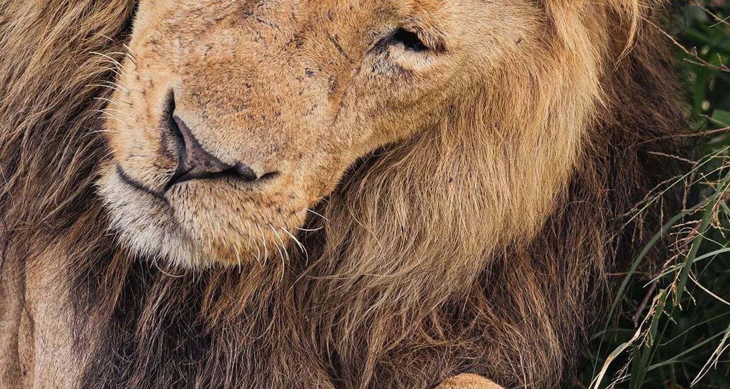 6 JOURS MASAI MARA-L.NAKURU-AMBOSELI CLASSIC BUDGET SAFARI - Bencia Africa Adventure and Safaris