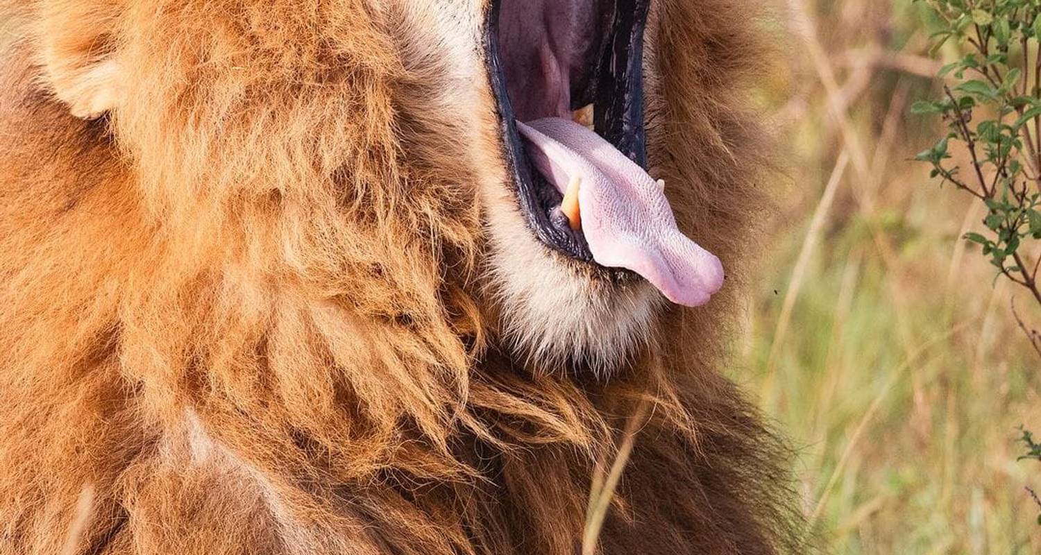 SAFARI BUDGET DE 5 JOURS AU MASAI MARA, AU LAC NAKURU ET À LA PORTE DE L'ENFER - Bencia Africa Adventure and Safaris
