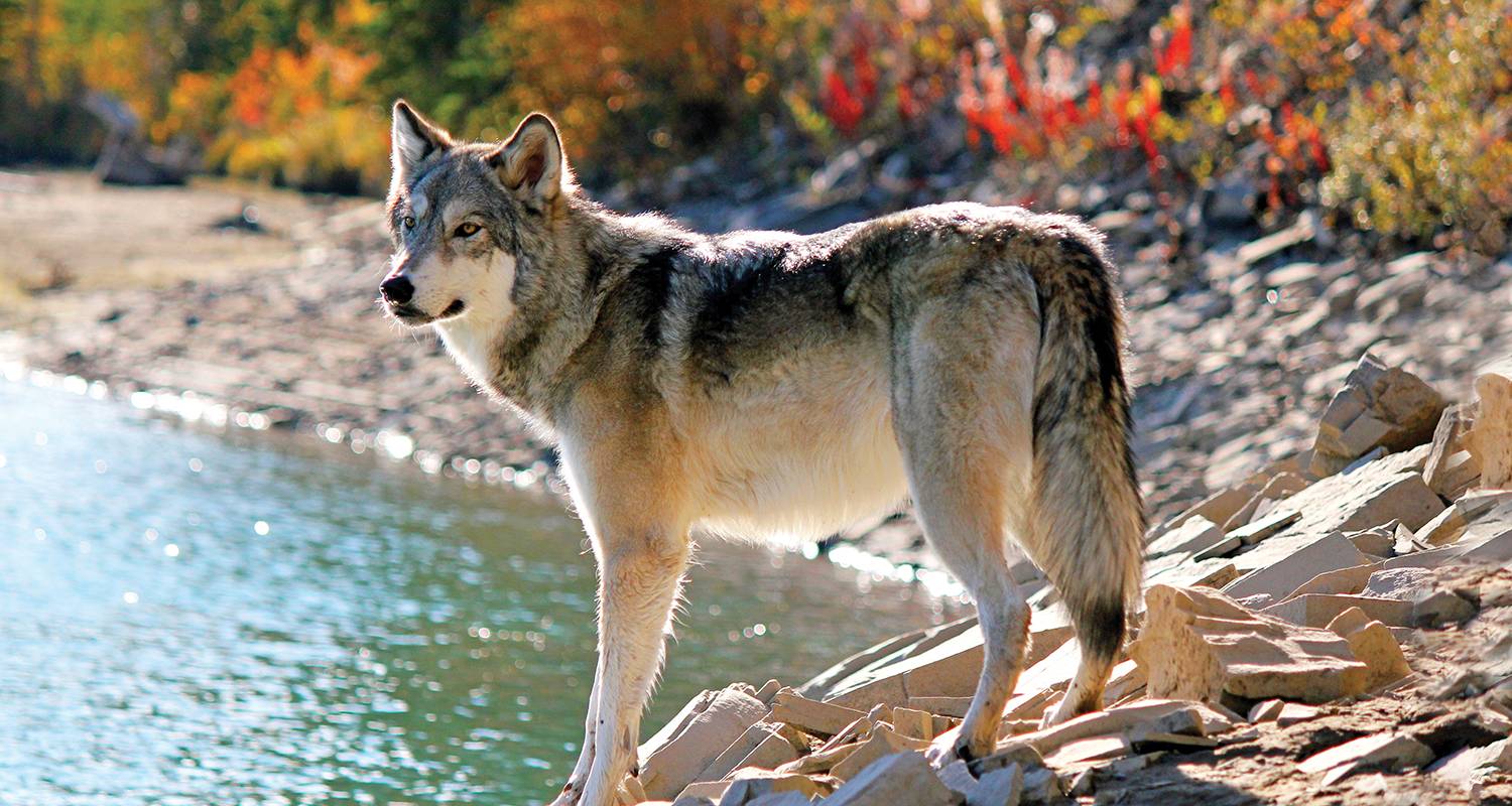 4-Week North America Tour Packages