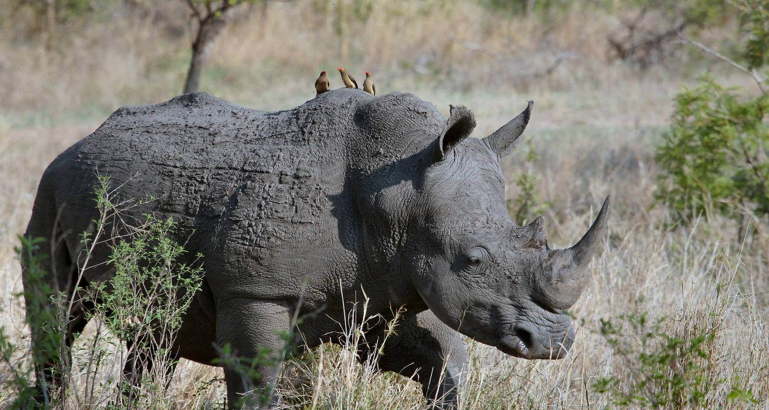 Dzanga-Sangha Wildlife Safari – 7 Days / 6 Nights - Across Africa Tours & Travel