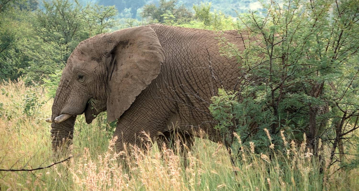 BaAka Forest Life & Music – 5 Days / 4 Nights - Across Africa Tours & Travel