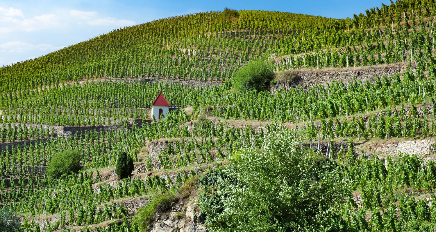 Découvrez le monde fabuleux de la vigne et du vin, les terroirs d'exception du Rhône et de la Saône (croisière port à port) - CroisiEurope River Cruises