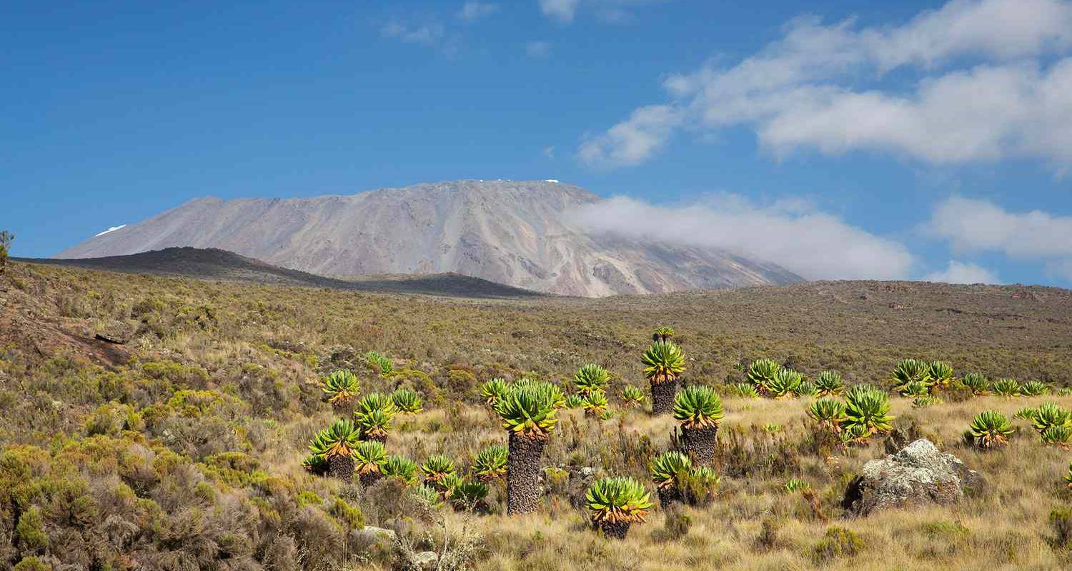Trek de 7 jours sur la route de Shira avec 2 nuits d'hôtel avant et après l'ascension en Tanzanie - Jollic Adventure Tour