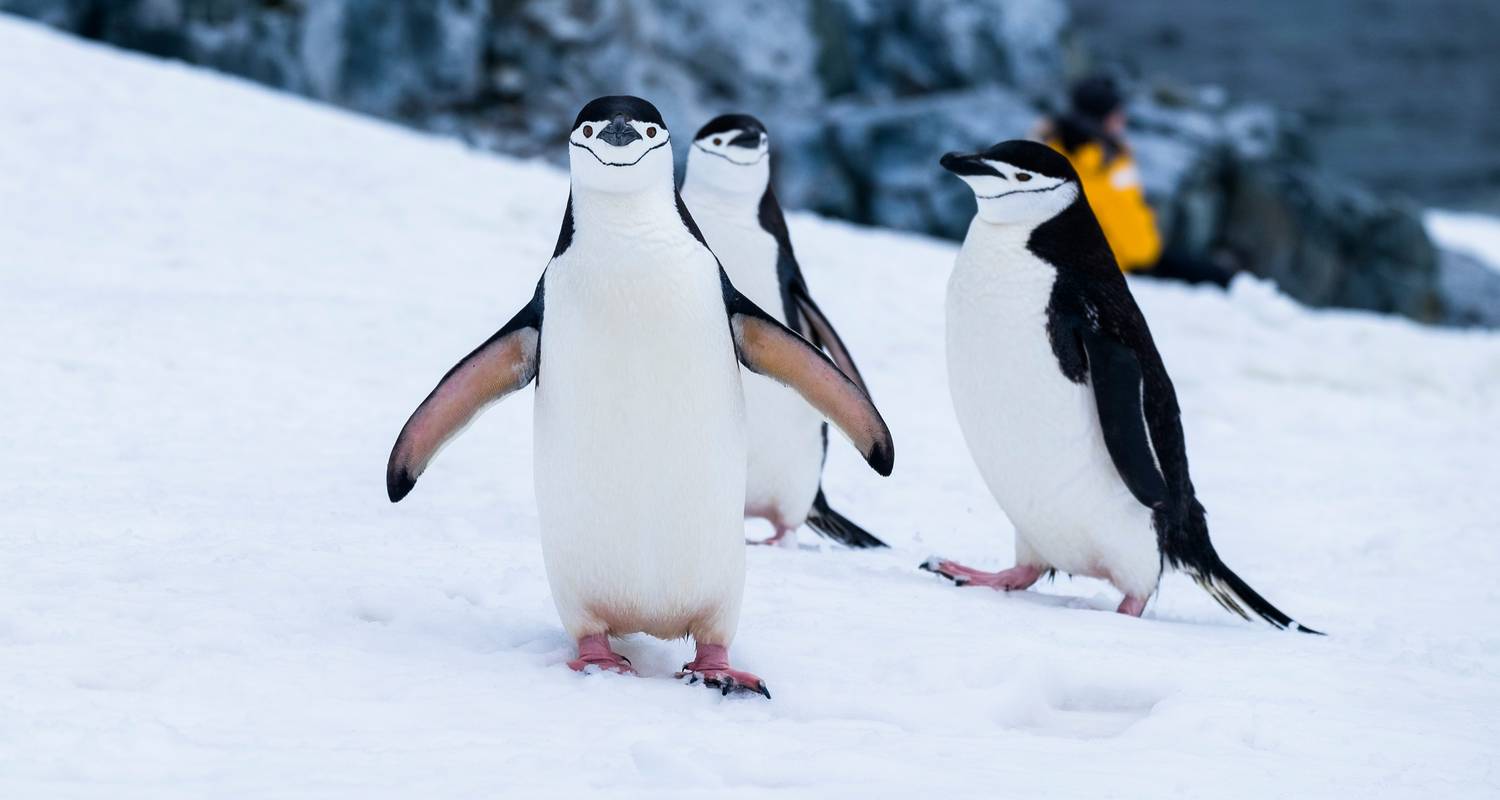 Patagonie et Antarctique - Unu Raymi Expeditions