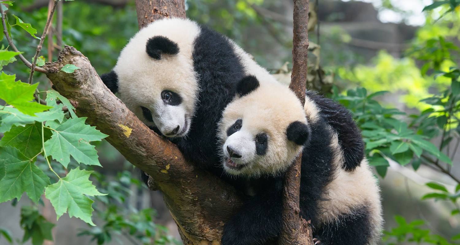 À la poursuite des pandas - Wendy Wu Tours
