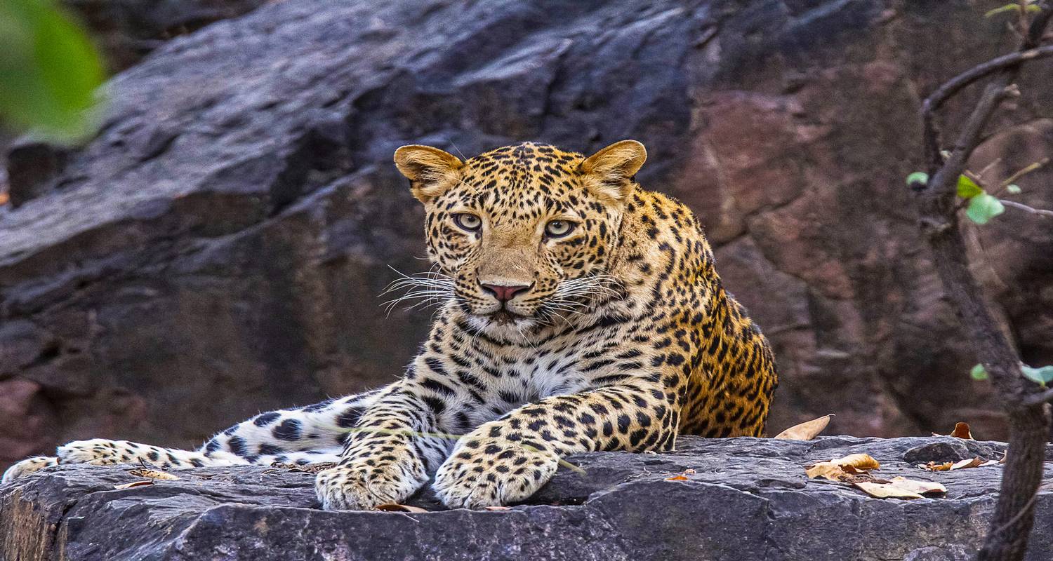 Wildtiere in Indien - Wendy Wu Tours