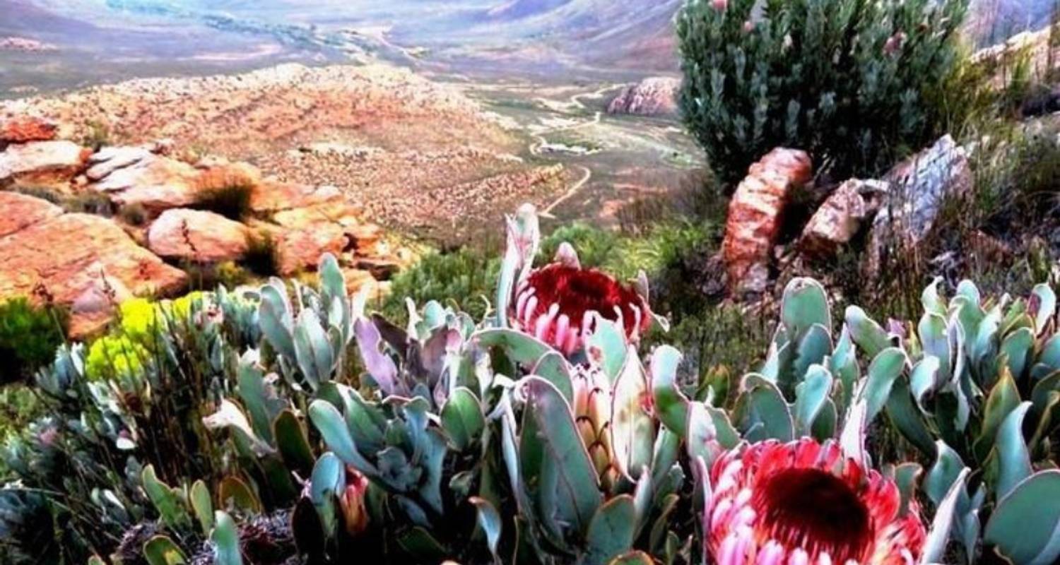 Garden Route Safaris