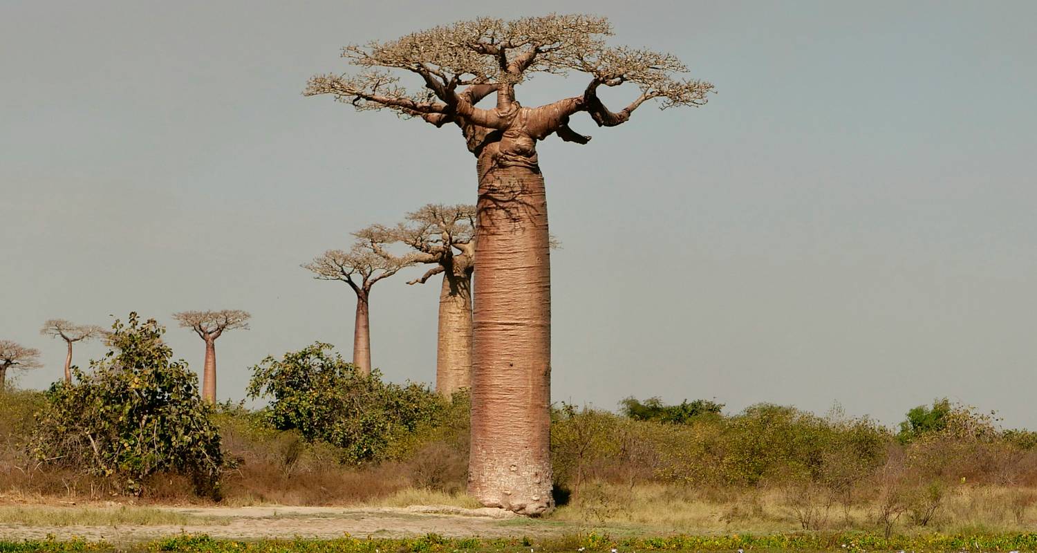 Aventure faunique à Madagascar - Exodus Adventure Travels