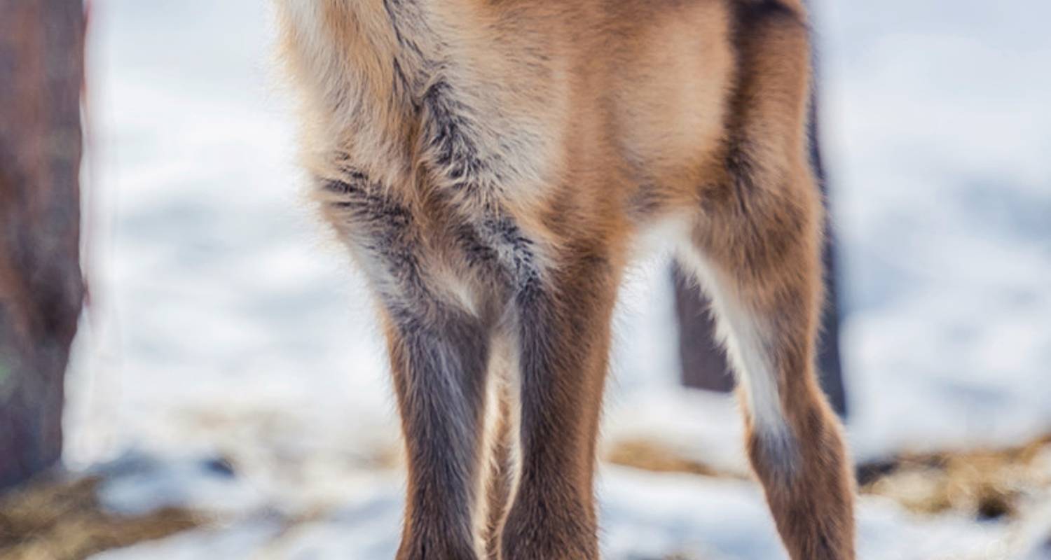 7 Tage Lappland Rundreisen