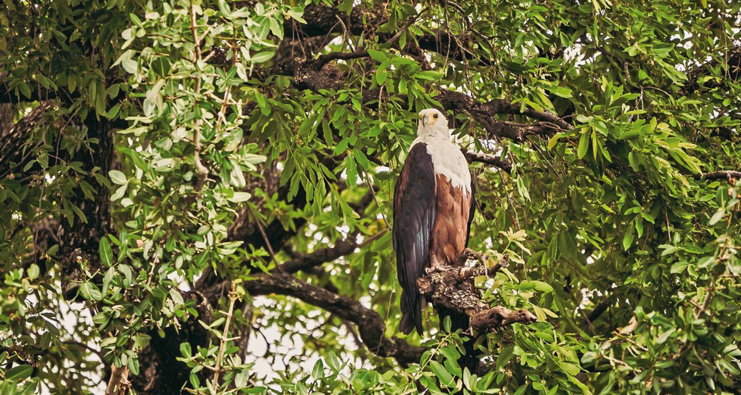 10 Tage Botswana Rundreisen