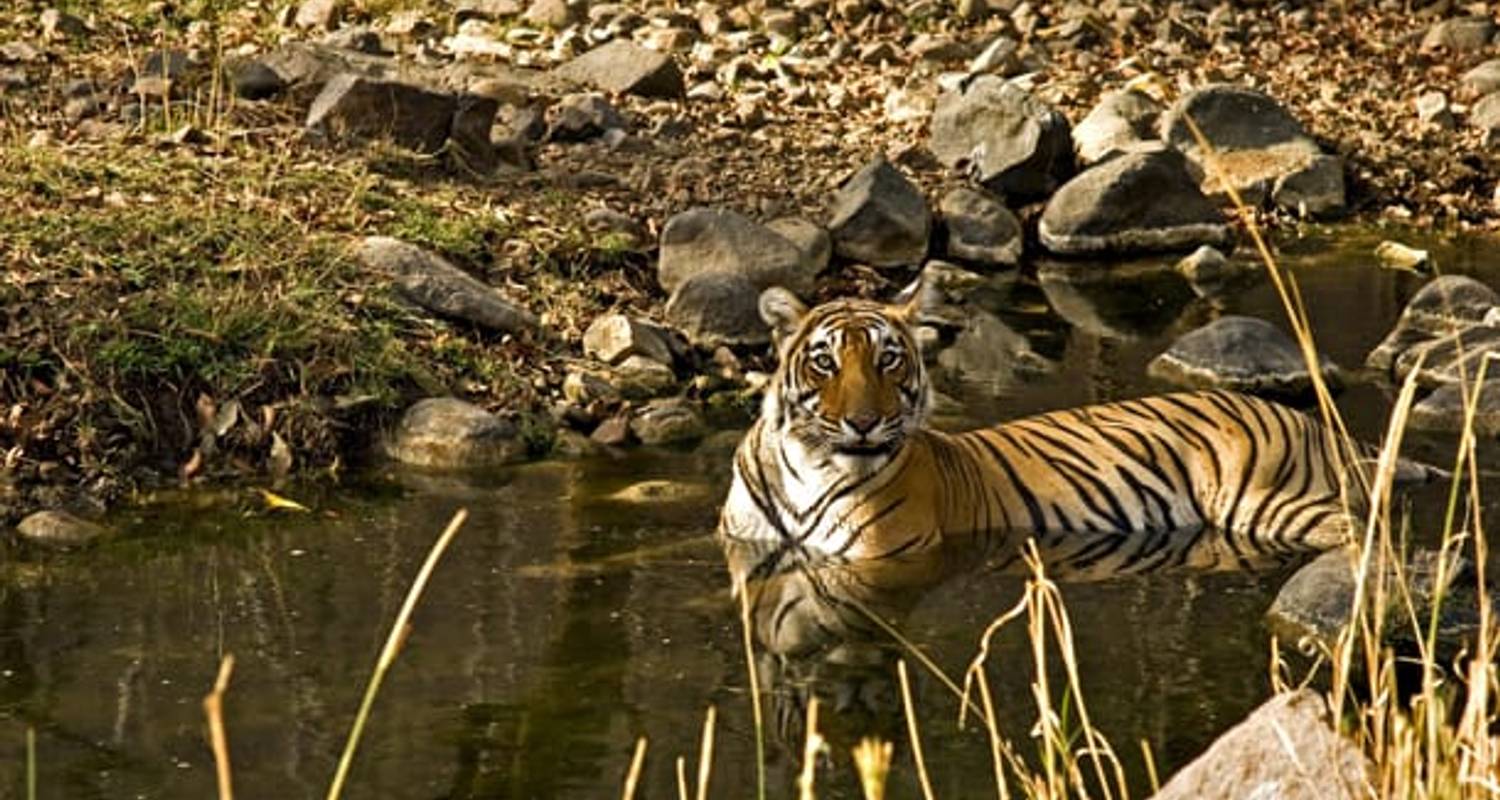 Ranthambore Historische Reisen