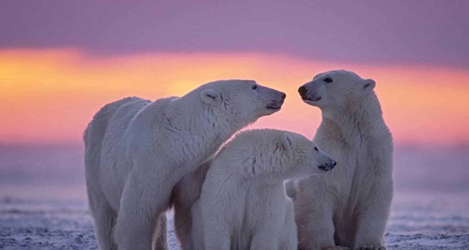 Reich des Eisbären - Expedition - Explore!
