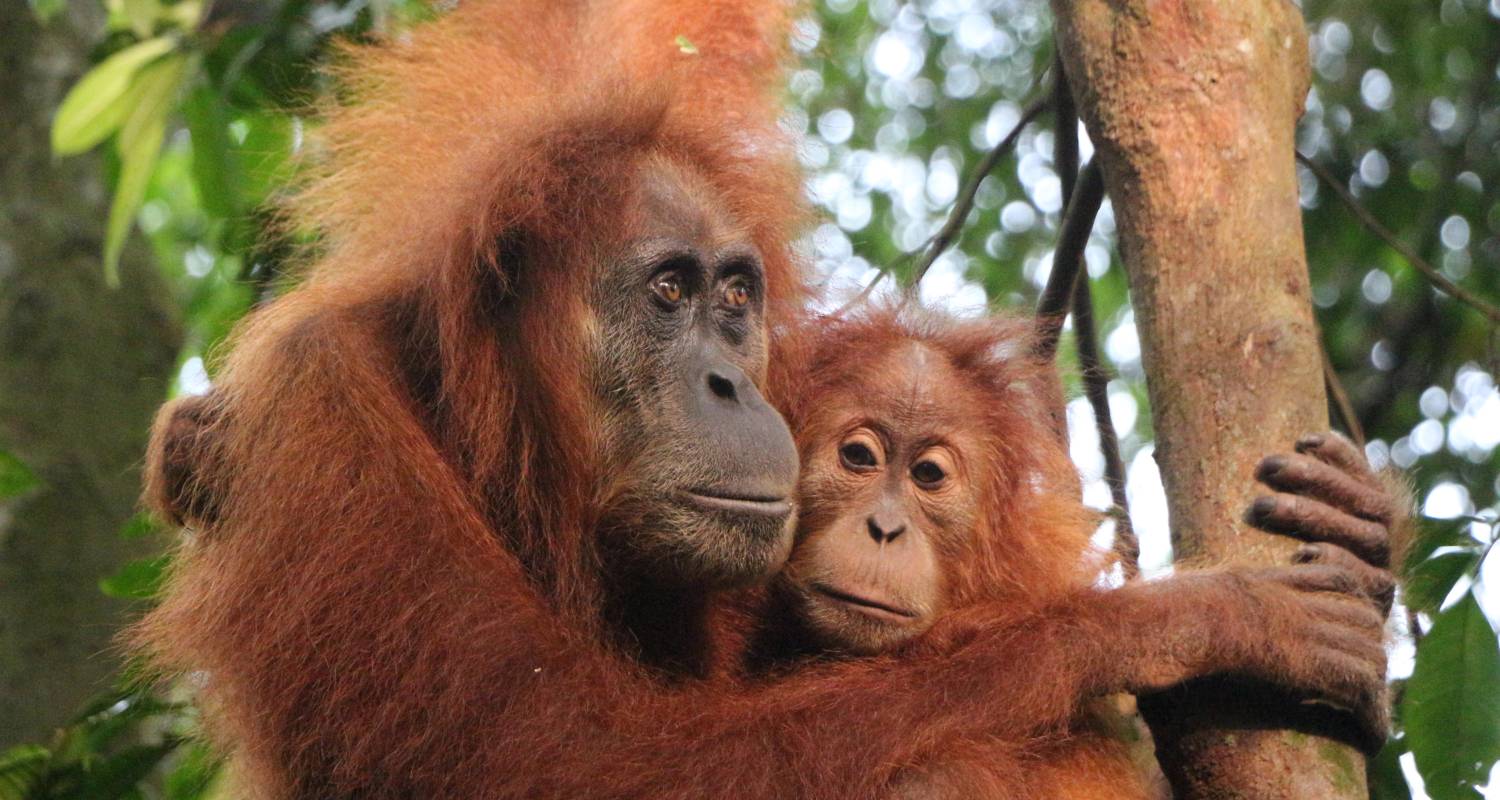 Sumatra’s Wild Side: Orangutans, Rivers & Rural Life - G Adventures
