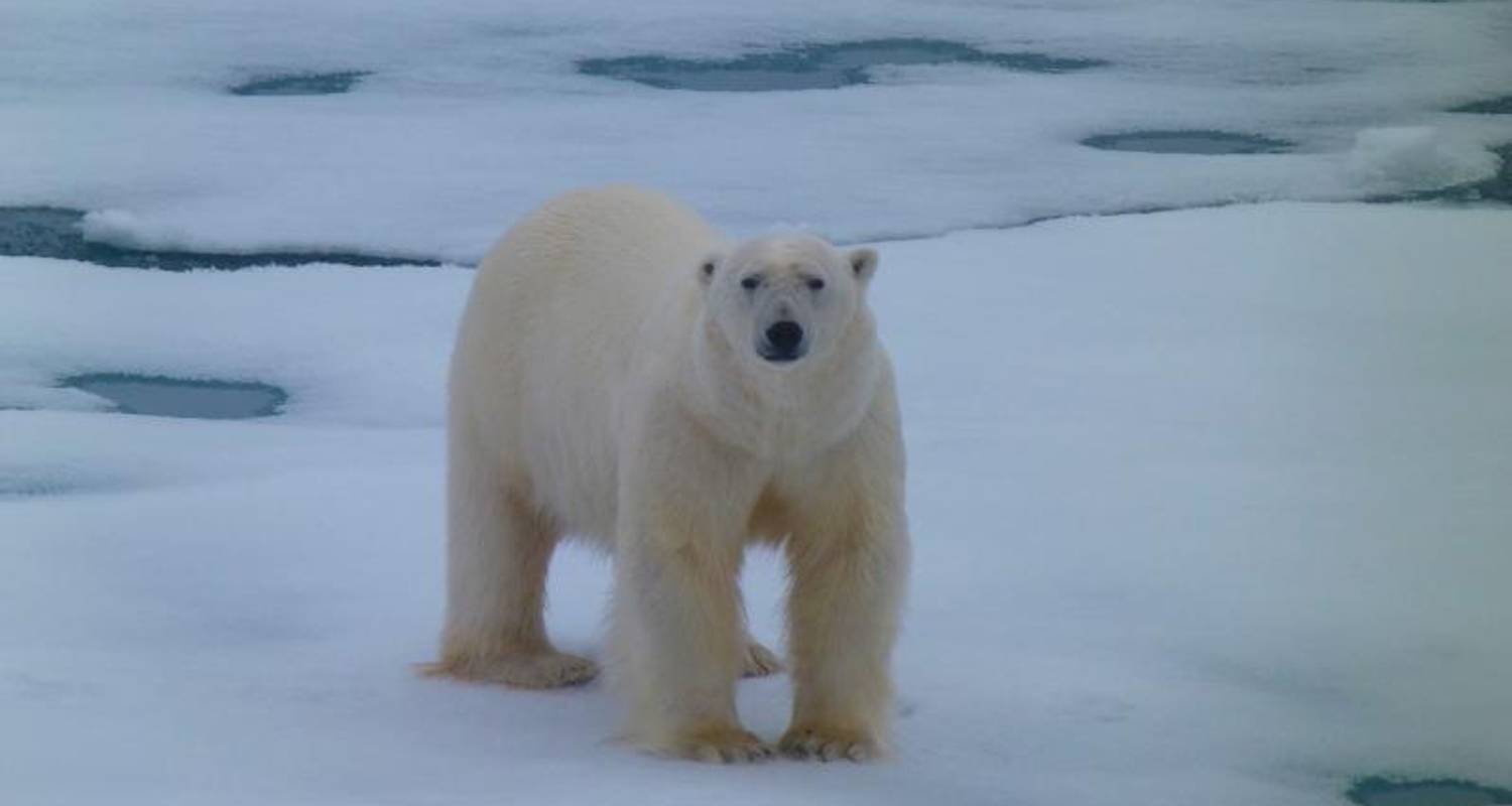 Realm of the Polar Bear In Depth - Expedition - Explore!