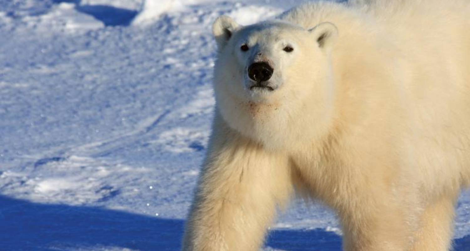 Spitsbergen, Greenland and Iceland - Expedition - Explore!